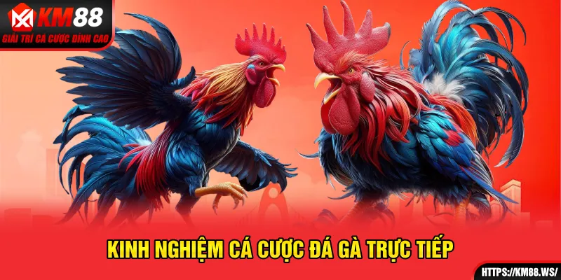 Kinh nghiệm cá cược đá gà trực tiếp