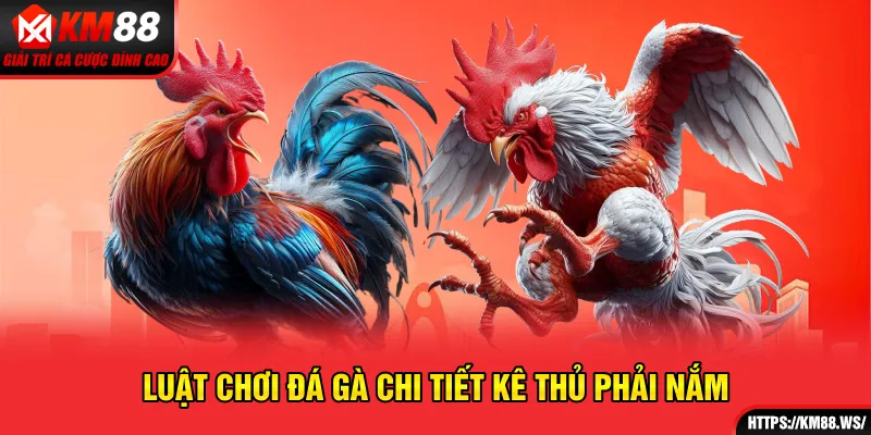 Luật chơi đá gà chi tiết kê thủ phải nắm