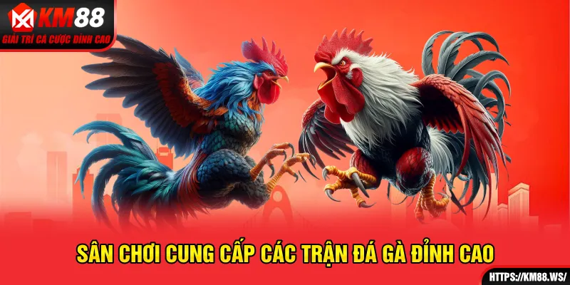 Sân chơi cung cấp các trận đá gà đỉnh cao